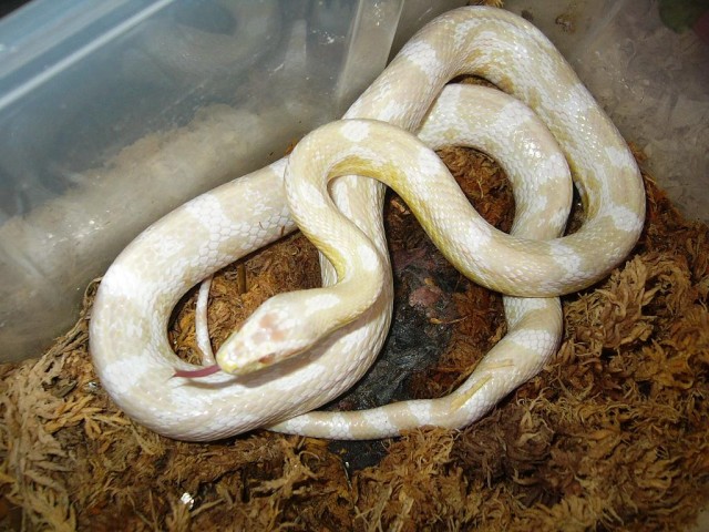 1.1 Snow Kornnatter Zuchtpaar DNZ 2007 - Schlangen Natter - Singen