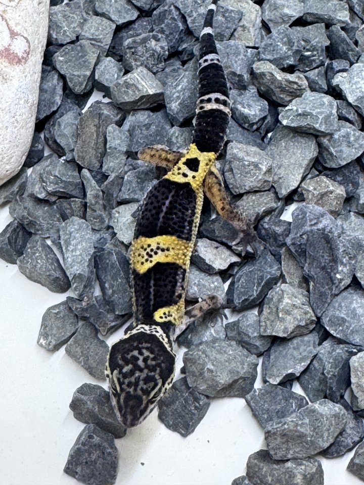 Leopardgecko Weibchen - Gecko - Bottrop
