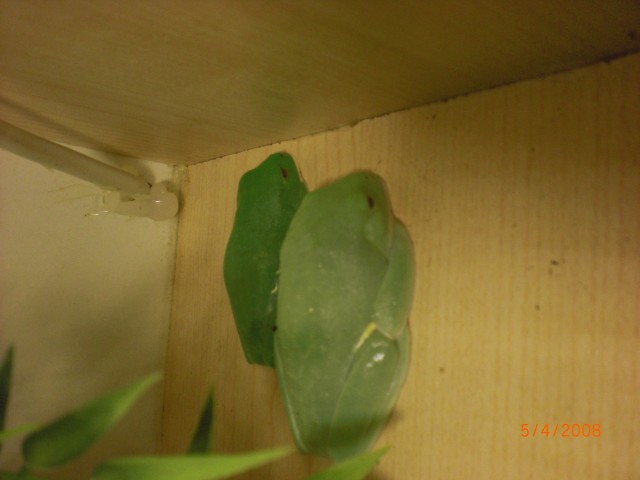 Verkaufe 3 Rotaugenlaubfrösche - Frosch - Niebüll