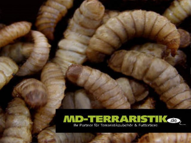 Phoenix Worms / Hermetia illucens - Futtertiere - Mainaschaff