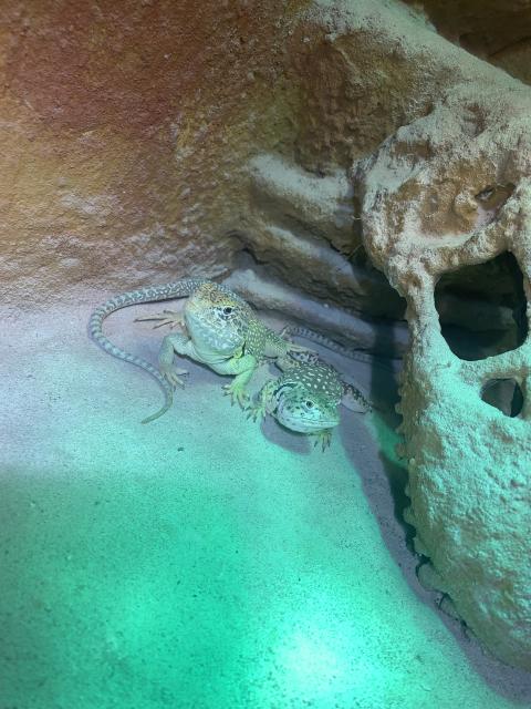 Verkaufe Halsbandleguane + Terrarium - Leguan - Holzminden 