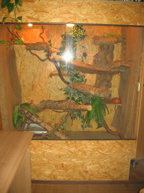 2 grüne Leguane + Terrarium - Leguan - bergkamen