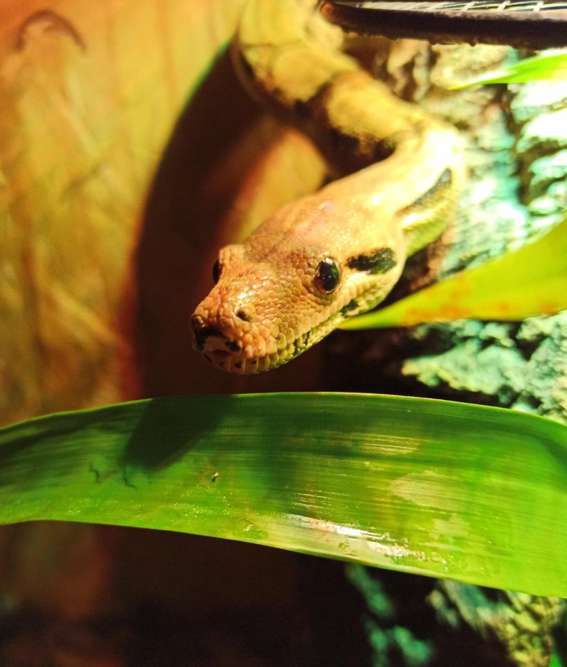 Boa constrictor imperator - Schlangen - Bad Sachsa 