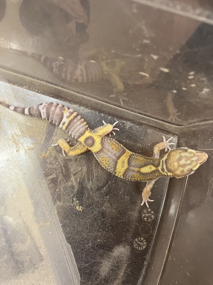 Leopardgecko Tremper Albino - Gecko - Düren-Birgel
