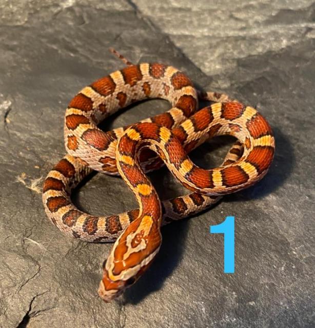 Kornnattern NZ 2022 - Schlangen Natter - Neuwied