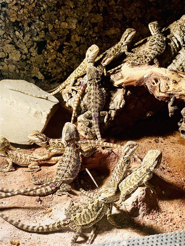 FarbBartagamen Babys - Bartagame - Gremsdorf