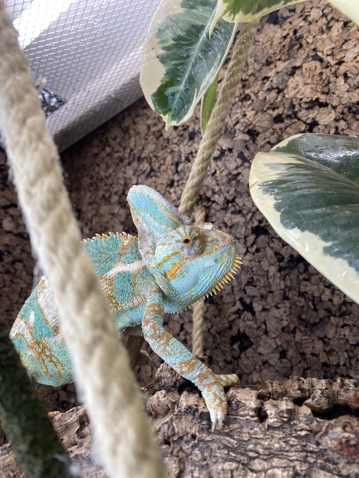 Jemenchamäleon (Männlich) - Chamaeleon - Burglengenfeld