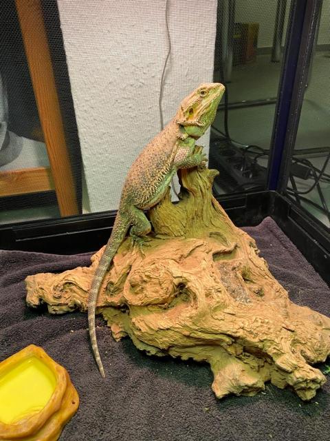 Farbbartagamen Weibchen  1 Jahr alt  - Bartagame Farbbartagame - Warburg 