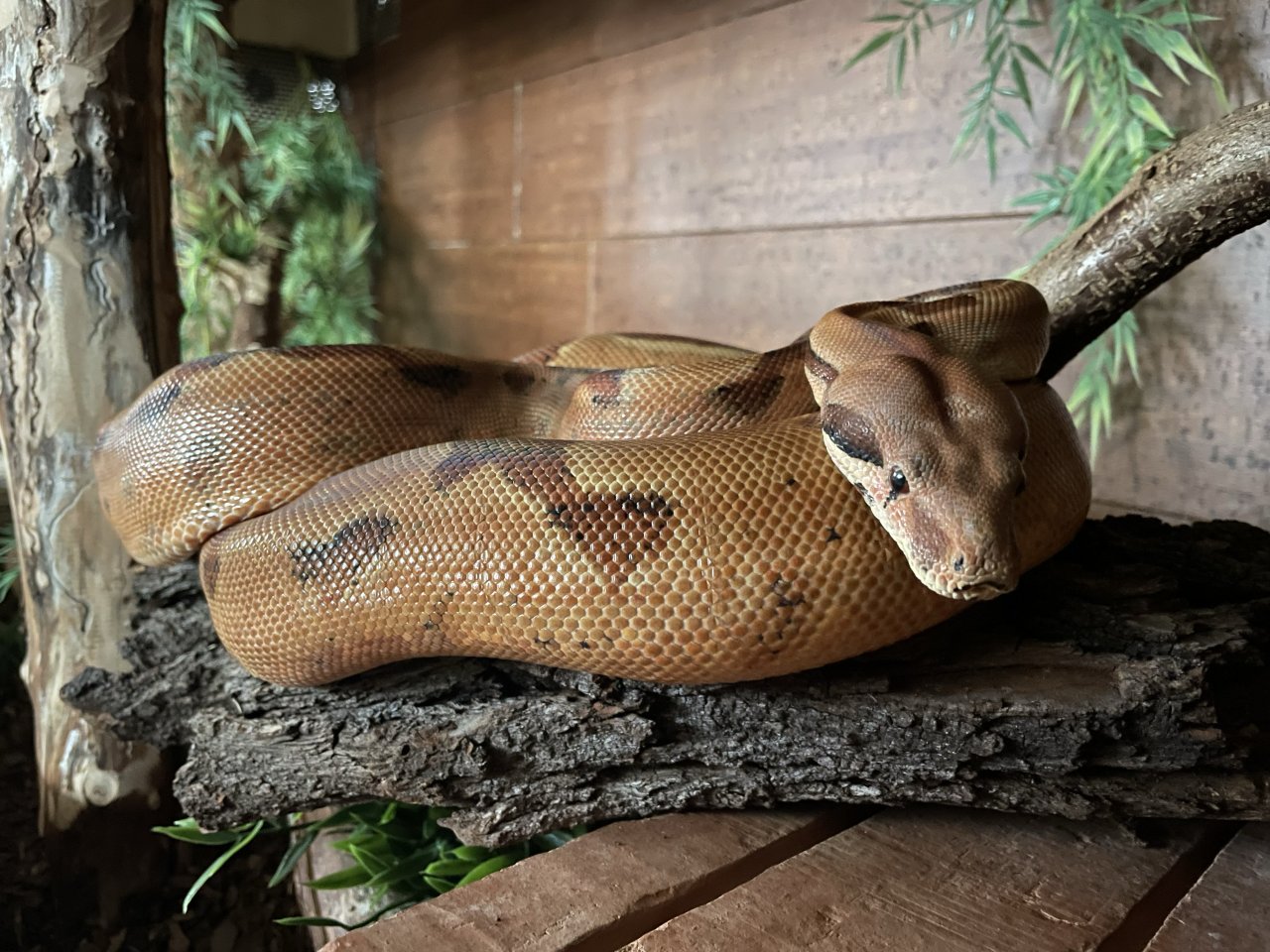 2 Boa Constrictor Imperator Mädels abzugeben - Schlangen - Reichenbach an der Fils