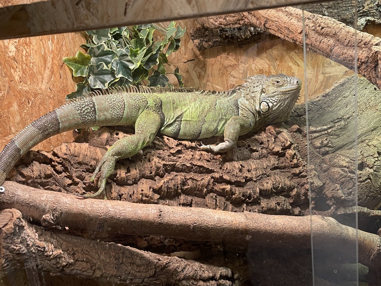 Grüner Leguan Weiblich 9 Jahre alt mit Papieren (Iguana iguana) - Leguan - Schönberg