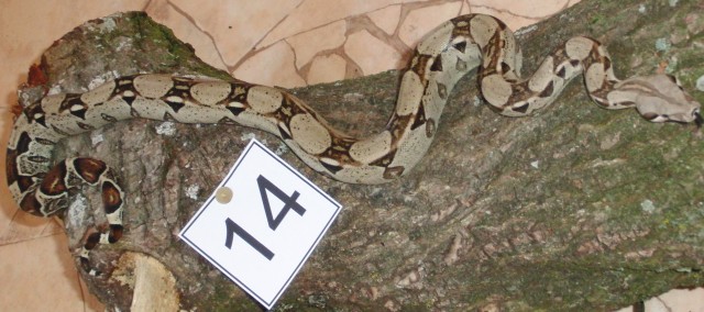 Verkaufe Boa Constrictor Imperator ENZ 06/2010 - Schlangen Boa - Münsterhausen