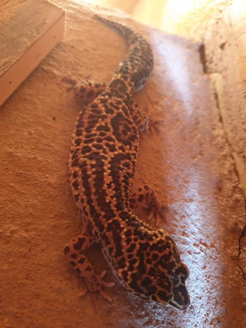 5 Leopardgecko Weibchen abzugeben - Gecko - Berlin