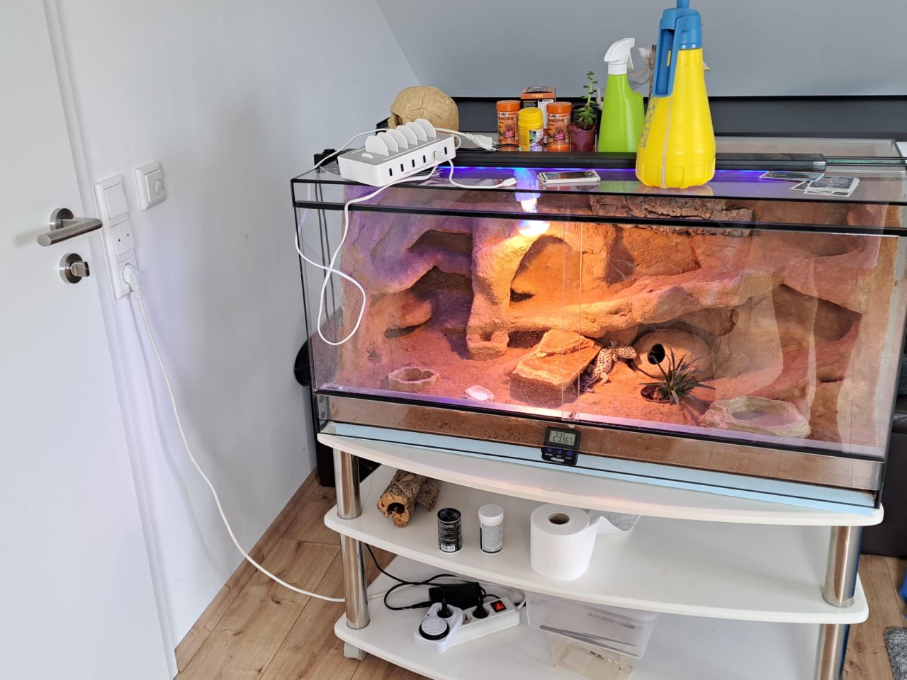 Verkaufe Leopardgecko (und) Terrarium - Gecko - Dülmen