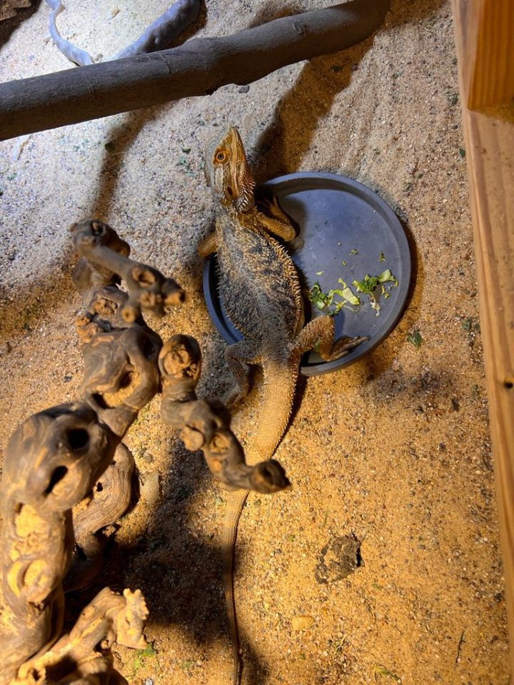 Bartagame männlich  - Bartagame - Köln