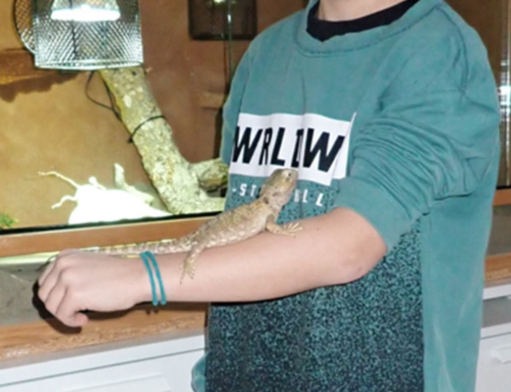 Zwergbartagame zu verkaufen - Bartagame - Allendorf