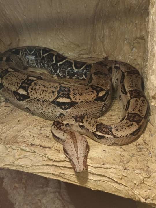 Adulte Boa C.I. Weibchen (opt. mit Terrarium) - Schlangen - Aholming