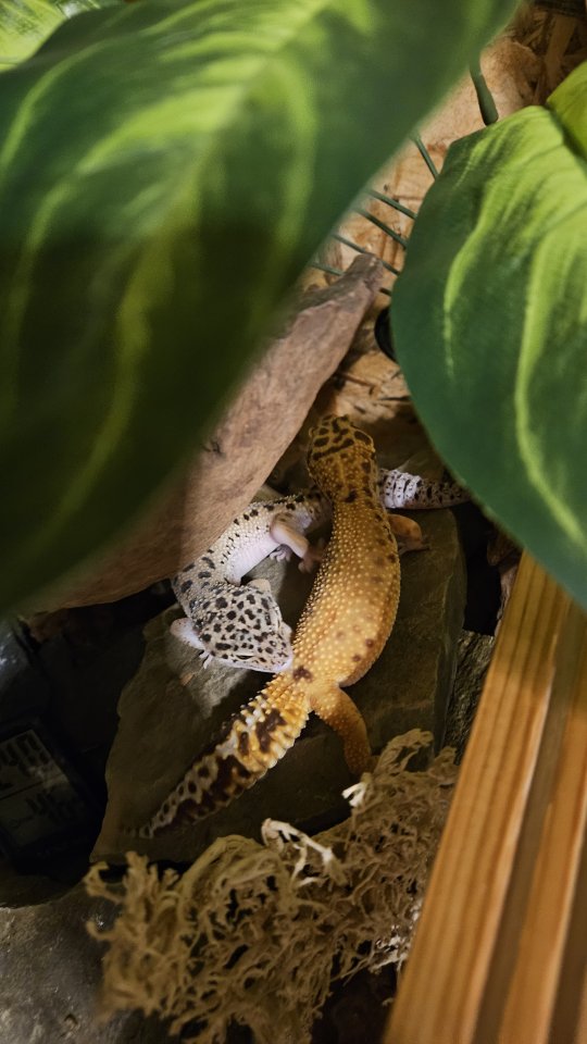 Zwei Leopardgeckos Weibchen - Gecko - Schwelm 
