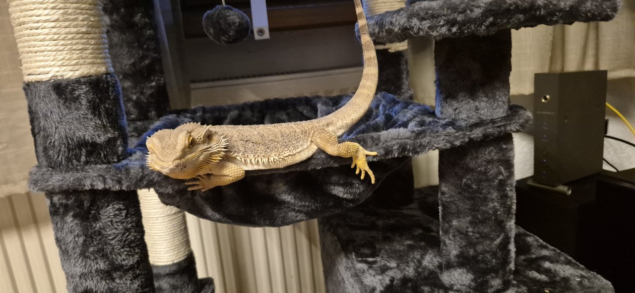 Verkaufe meine lieben bartagame - Bartagame - Wehr