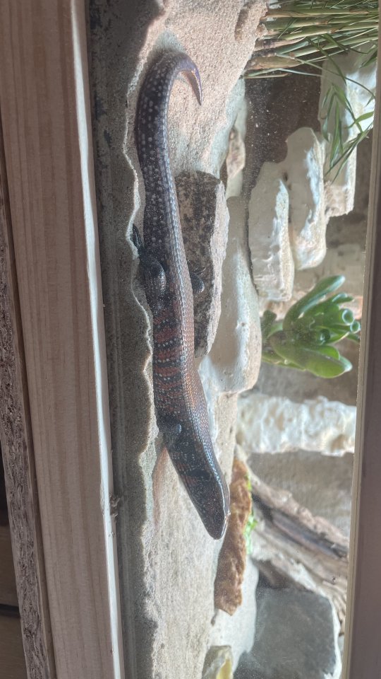 Feuerskink (Riopa Fernandi) abzugeben - Echsen - Oldenburg