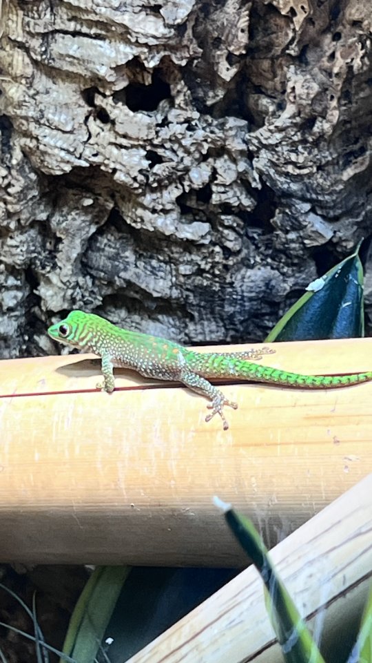 Phelsuma kochi aus eigener Nachzucht - Gecko - Heist