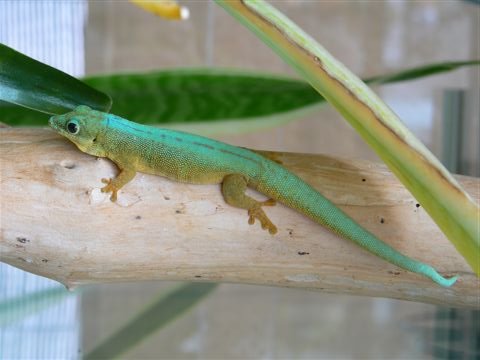Phelsumen / Taggeckos - Gecko - Rösrath b. Köln