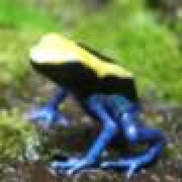 Sisifusfrosch - Frosch - berlin
