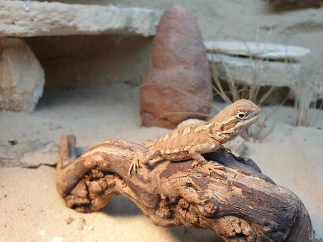 Zwergbartagamen - Bartagame Zwergbartagame - Mettmann