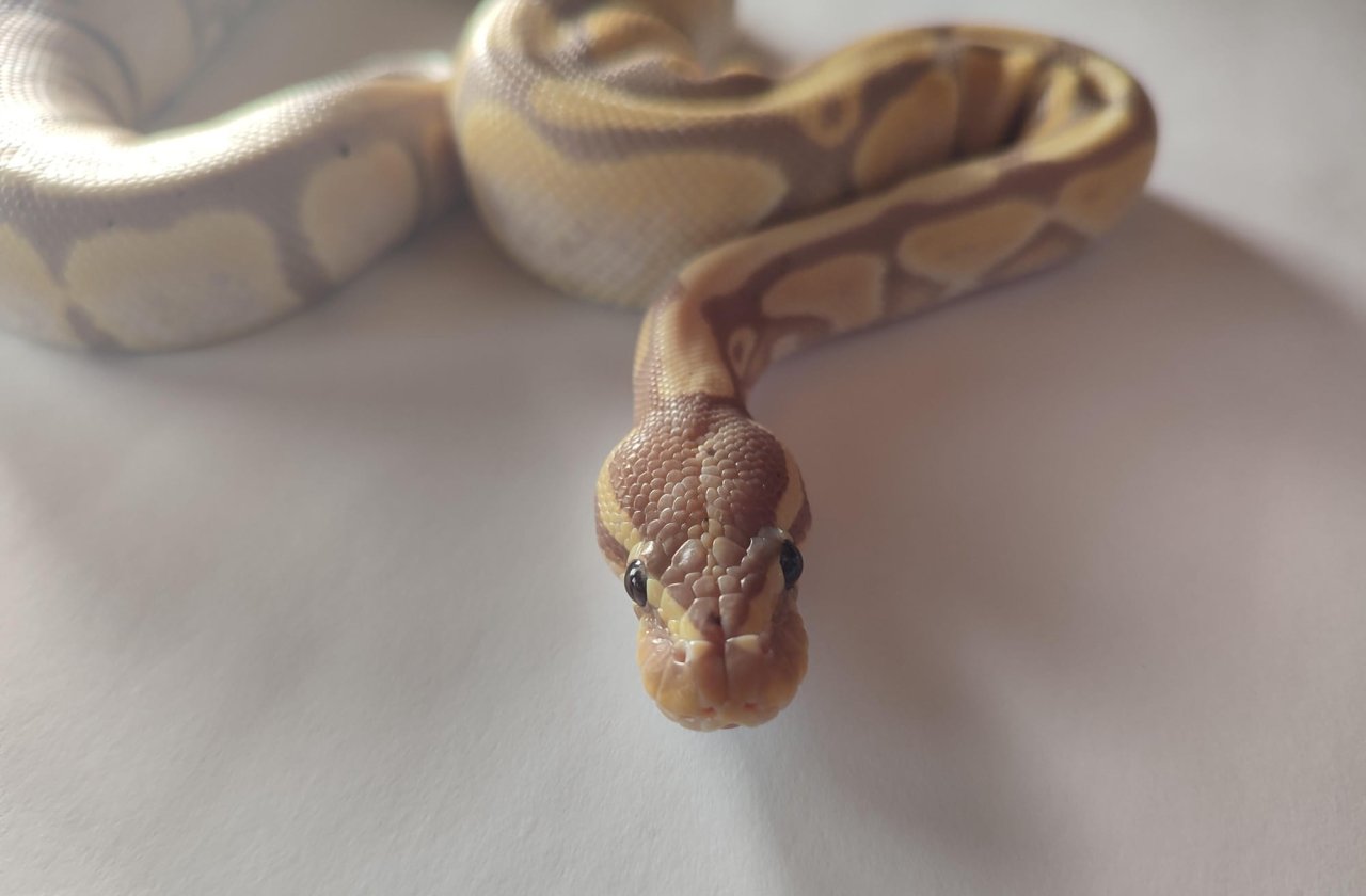 Königspython  regius Banana - Schlangen - Egg 
