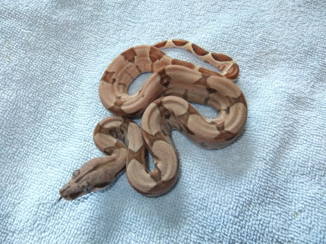 Boa Constrictor Salmon 50% poss. Supersalmon ENZ 2011 - Schlangen Boa - Dormagen