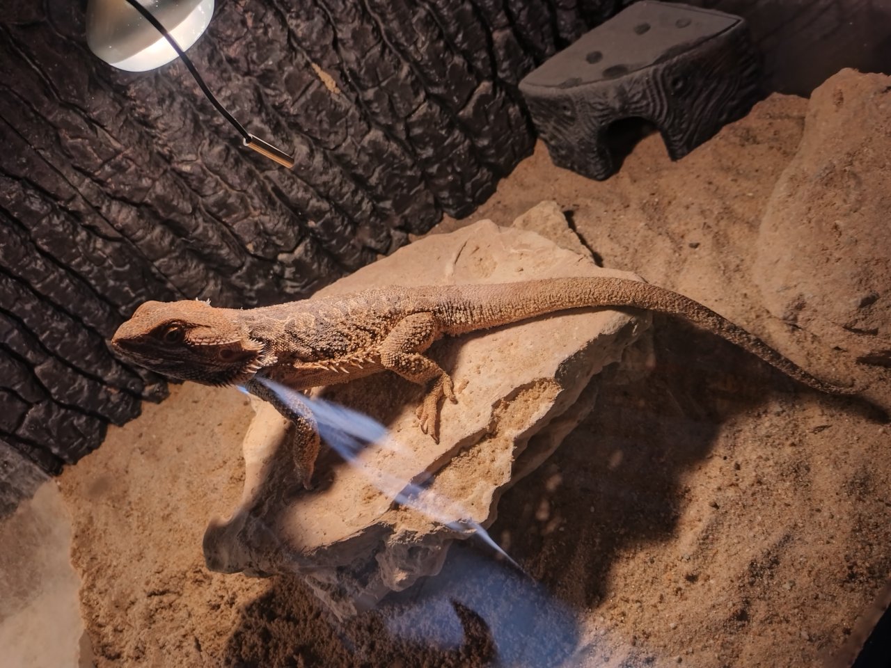 Bartagame Frau oder Man am liebste beide - Bartagame - Argenthal