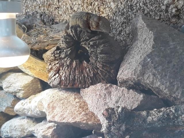 Gecko, Mauergecko mit Terrarium, Lampen und Einrichtung - Echsen - Würzburg