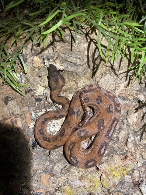 Boa Constrictor  - Schlangen Boa - Eichenau