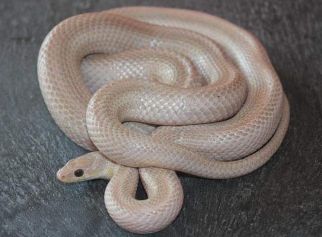 0.1 pantherophis guttatus (Kornnatter) - Ghost Bloodred Striped 66 % poss het. A - Schlangen Natter - Halle (Saale)