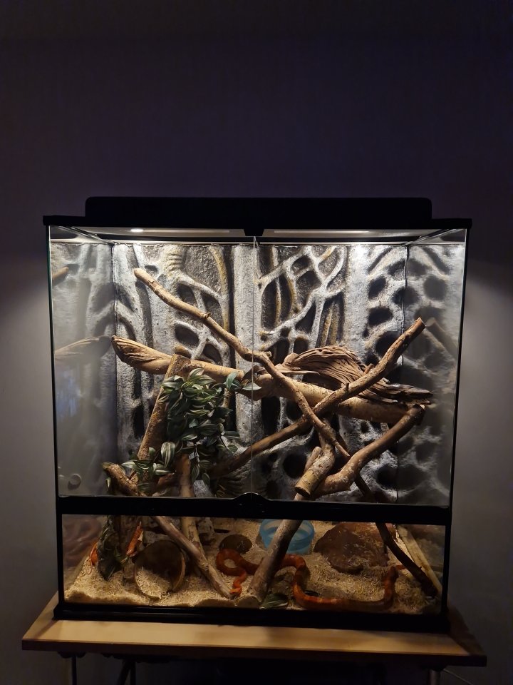 Drei Kornnattern ungefähr 2 Jahre alt. Mit Terrarium und Technik - Schlangen - Lengede