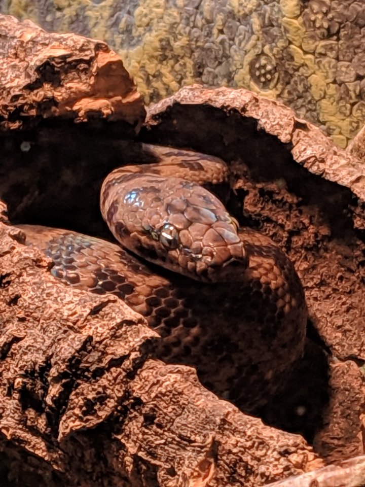 Australische Zwergpython incl. Terrarium, LED Beleuchtung und Hitzestein - Schlangen - Jardelund