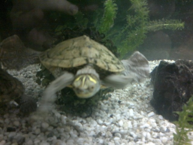 2 Wasserschildkröten + Aquarium + Zubehör - Schildkroeten - köln