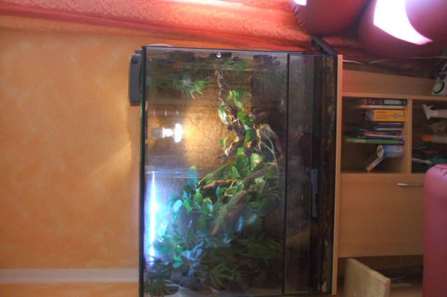 Terrarium mit Unterschrank, Leuchten und einer großen Wurzel - Terrarien - Mainz-Kostheim