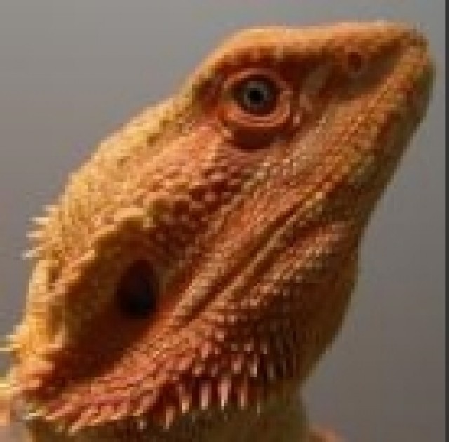 Bartagame Baby Bartagamenbabies abzugeben vom Echsen-Land - Bartagame Farbbartagame - Kehl