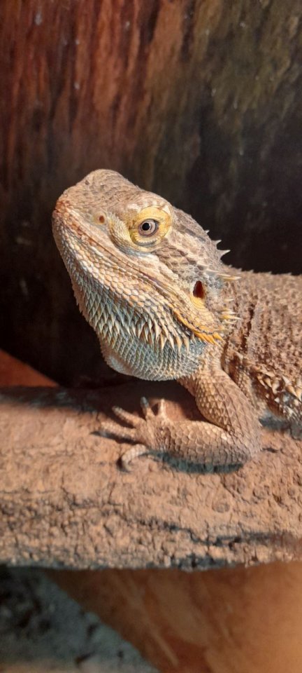 Bartagame mit Terrarium - Bartagame - Bergzow