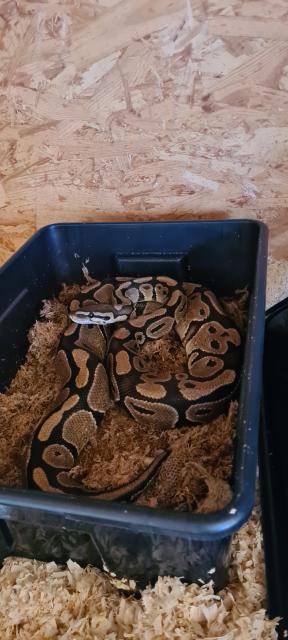 1 Königsphyton 2 Kornnatern mit 2 Terrarien und Zubehör - Schlangen Python - Kehl