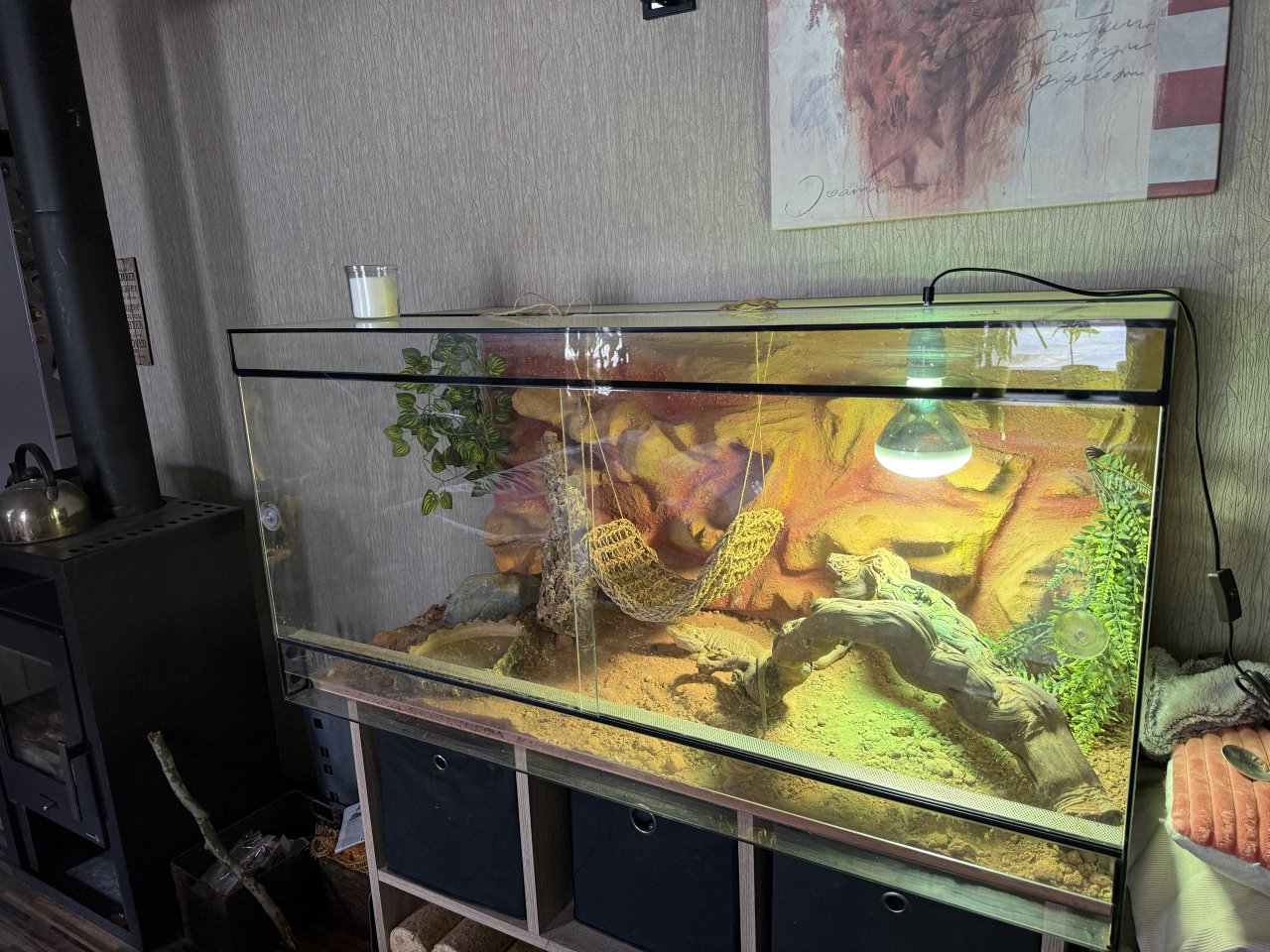 Gebe meine Bartagame schweren Herzens ab - Bartagame - Übach-Palenberg