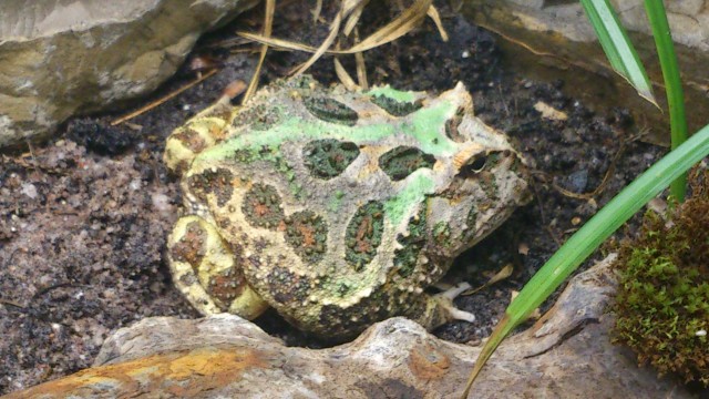 Schmuckhornfrosch ( Ceratophrys cranwelli ) - Frosch - Freudenstadt