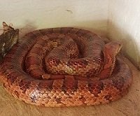 3 Kornnattern abzugeben - Schlangen - Wehr