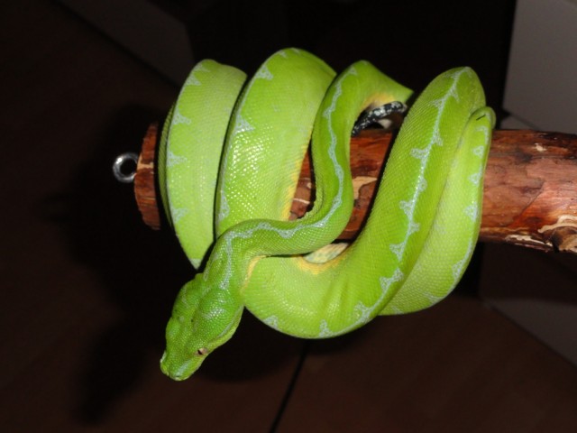 1.0 Morelia viridis NZ08 inkl. Terrarium - Schlangen Python - Mainz