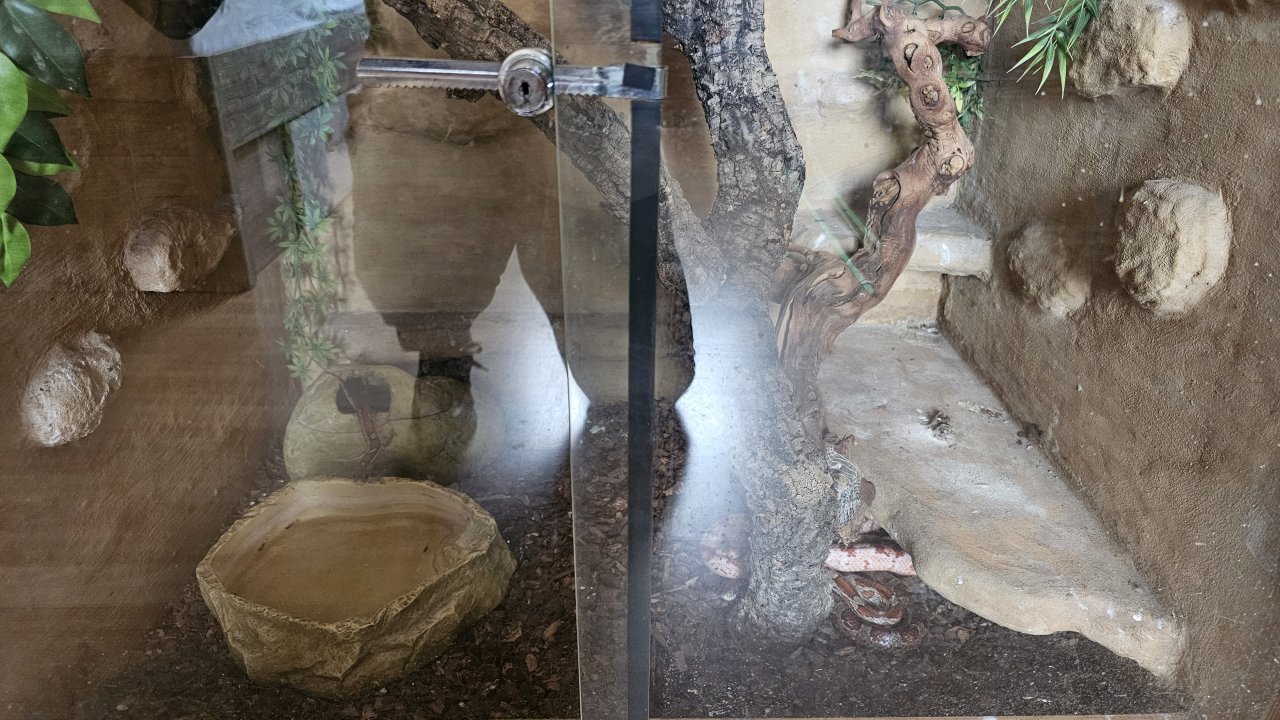 Suche gutes Zuhause für meine 3 Kornnatter - Schlangen - Bochum