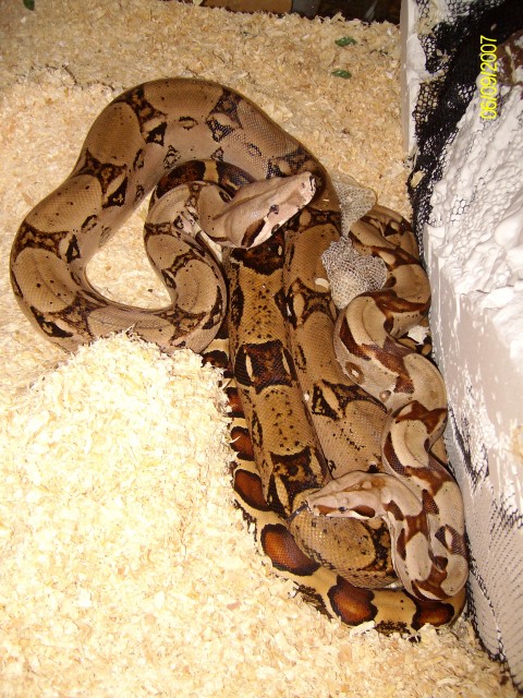 Zwei boas - Schlangen Boa - hagen