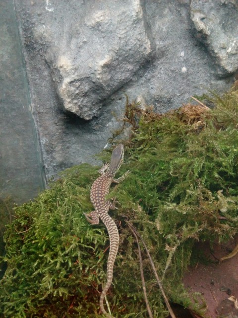 Varanus Acanthurus 0.0.3 - Echsen - Schlüchtern