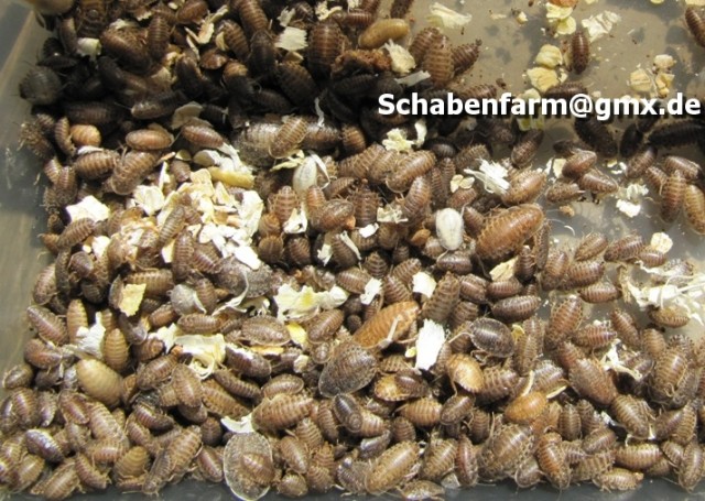 Biete Argentinische Waldschaben (Blaptica dubia), ideales Futtertier! - Futtertiere - Uffenheim
