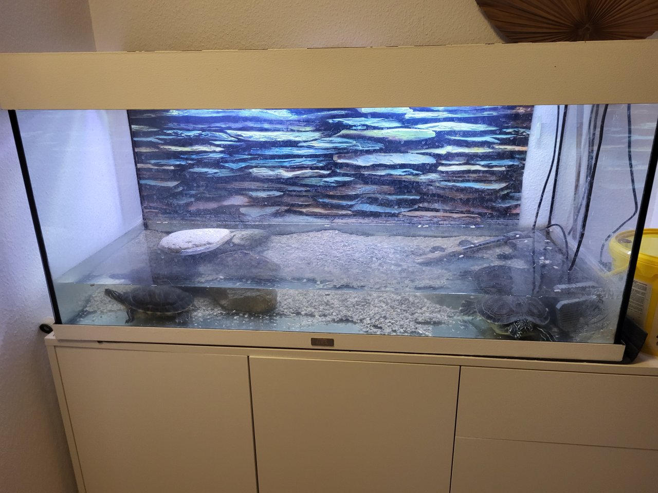 Gelbwangenschildkröten incl Terrarium - Schildkroeten - Senden