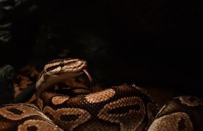 Königspythons abzugeben - Schlangen Python - Denkingen